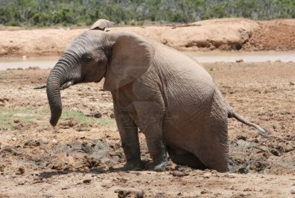 Stuck Elephant