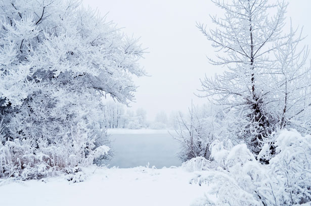 Winter Image